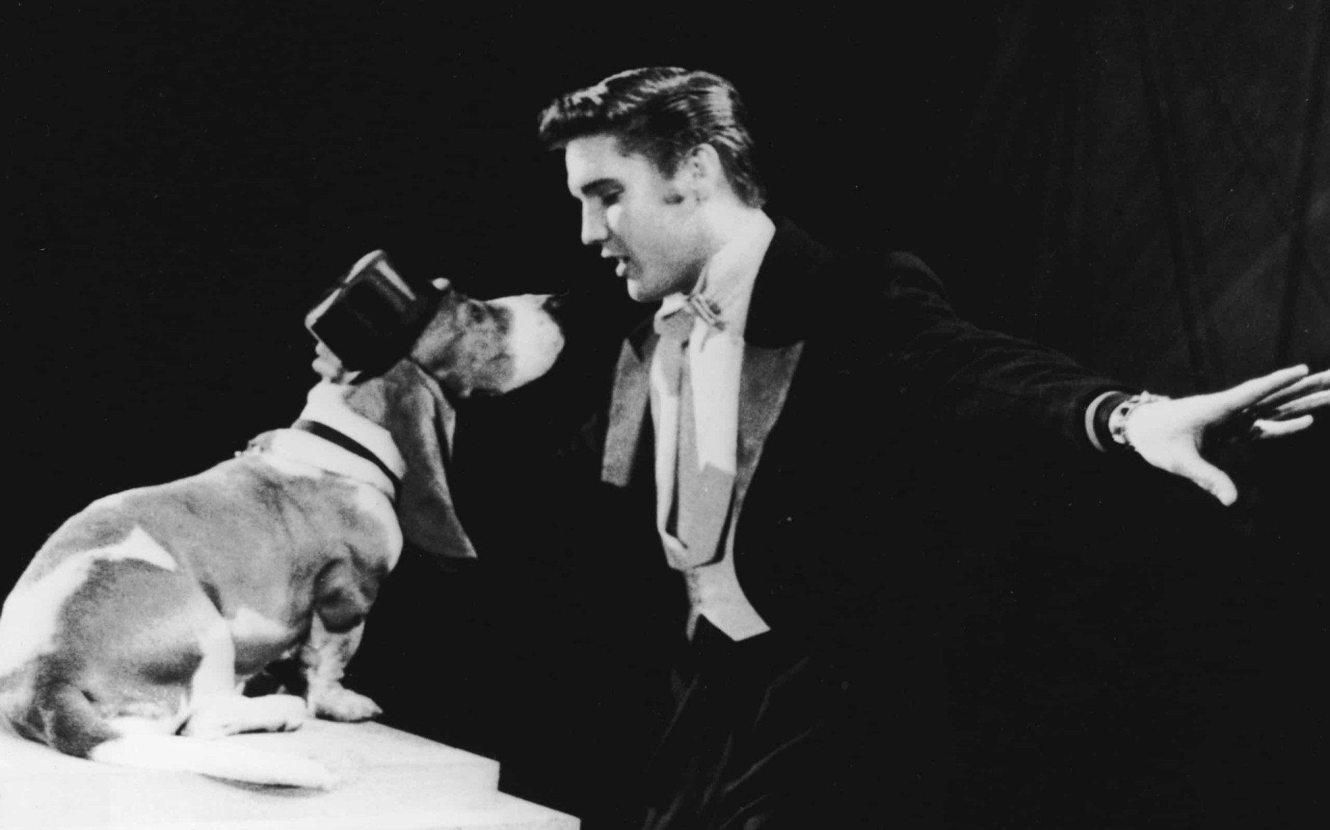 <p>Released in 1956, Elvis Presley's version of 'Hound Dog' was originally recorded in 1953 by R&B singer Big Mama Thornton. To promote his effort, Presley actually sang to an amazingly obedient top hat-wearing Basset Hound on 'The Steve Allen Show.'</p><p>You may also like:<a href="https://www.starsinsider.com/n/183989?utm_source=msn.com&utm_medium=display&utm_campaign=referral_description&utm_content=603256en-my"> Crazy facts about luxury cars </a></p>