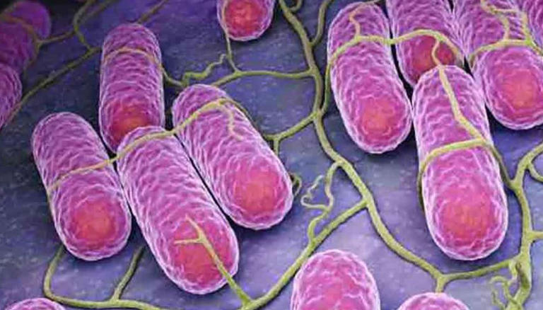 Para prevenir la salmonella debes evitar estos errores