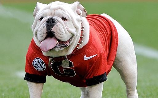 Most-decorated Georgia Bulldogs Mascot Uga X Has Died