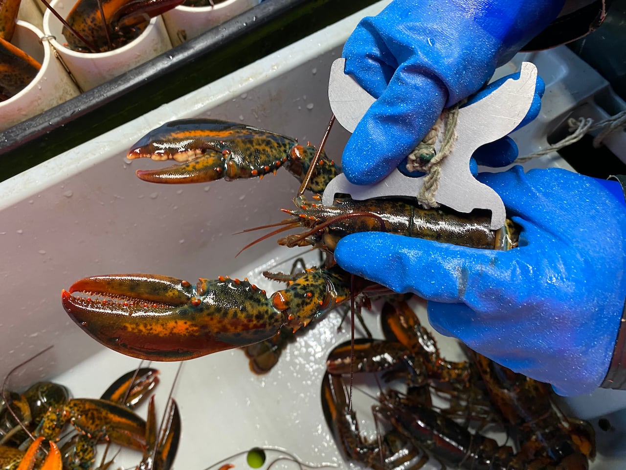 change to minimum u.s. lobster size 'a big jump,' says p.e.i. marketing board