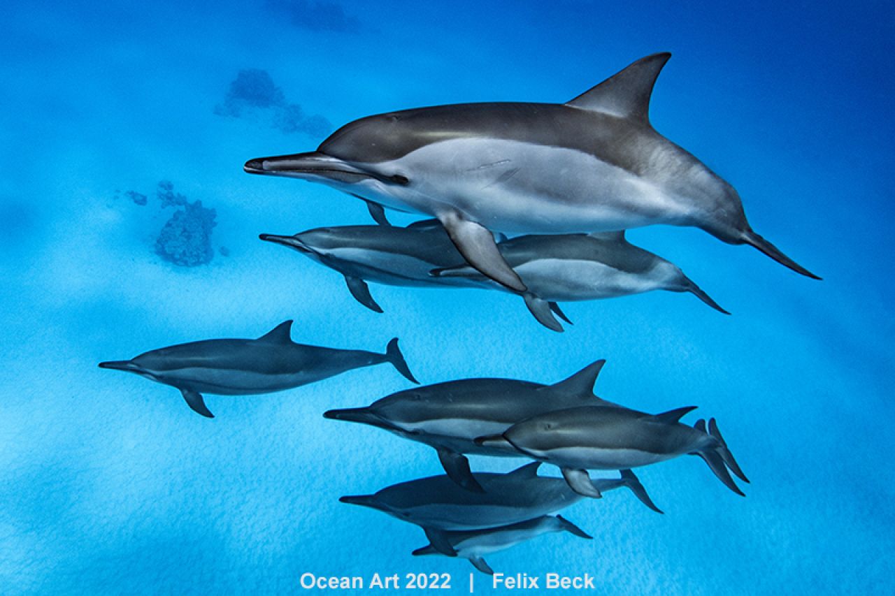 en images : découvrez les lauréats de l'édition 2023 d'ocean art