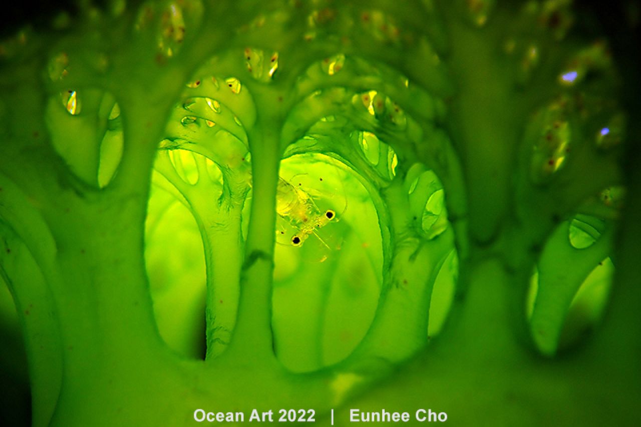 en images : découvrez les lauréats de l'édition 2023 d'ocean art