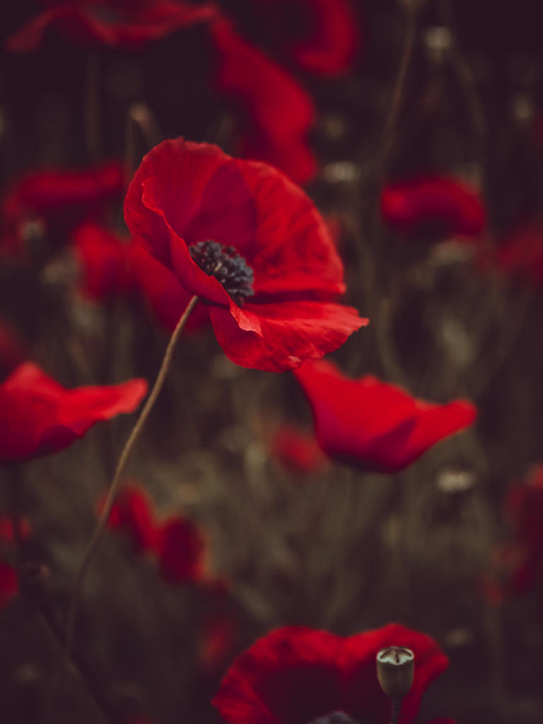 En partes de Europa y América, las amapolas simbolizan los campos donde cayeron los soldados en las últimas guerras mundiales.