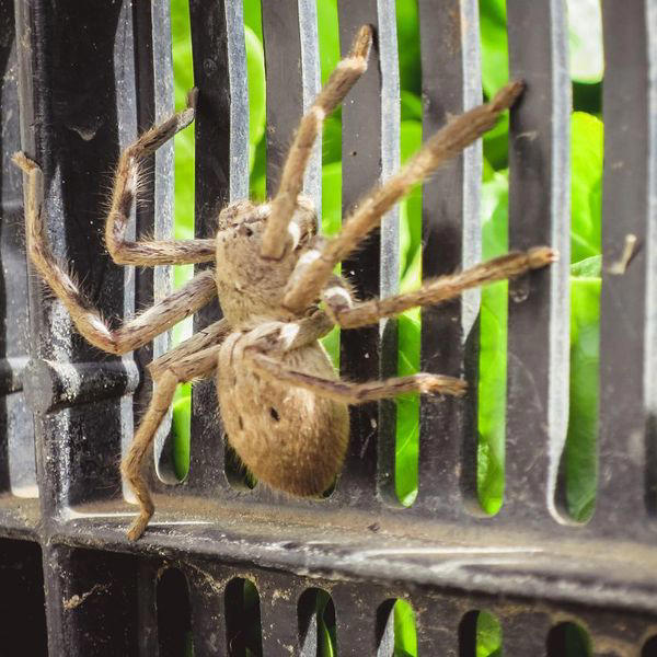 20 Largest Spiders in the World, Ranked
