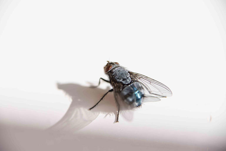 Why Are There So Many Flies in My House?
