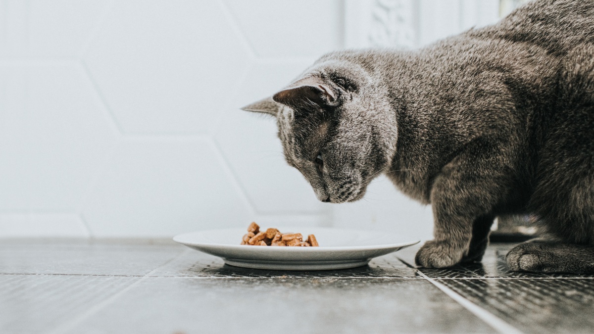 estos son los 23 alimentos que jamás deberías dar a tu gato