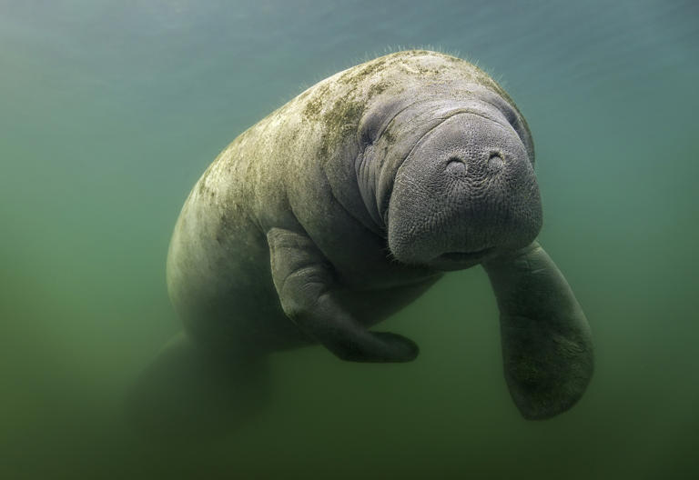 Dolphins Are Trying To Kill Baby Manatees—And Scientists Don't Know Why