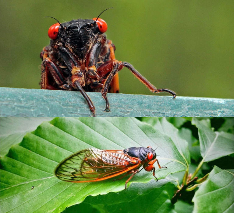 Cicadas are emerging in Upstate SC. What to know about Brood XIX