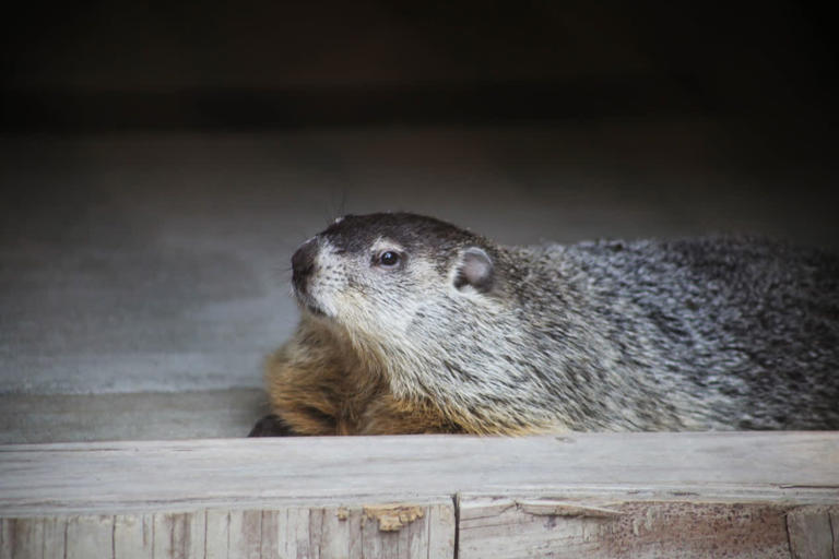 groundhog day buckeye chuck