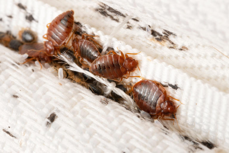 How to check for bedbugs Signs to look for in your room, plus what a