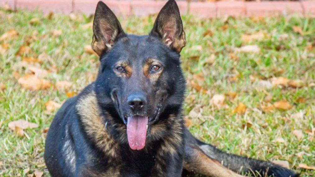 Dunn K-9's move to animal shelter after 5 years of service draws ...