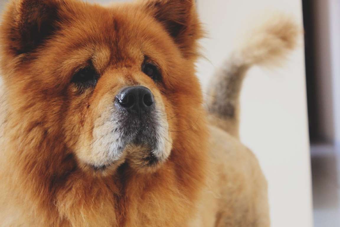 The Longest Living Dog Breeds