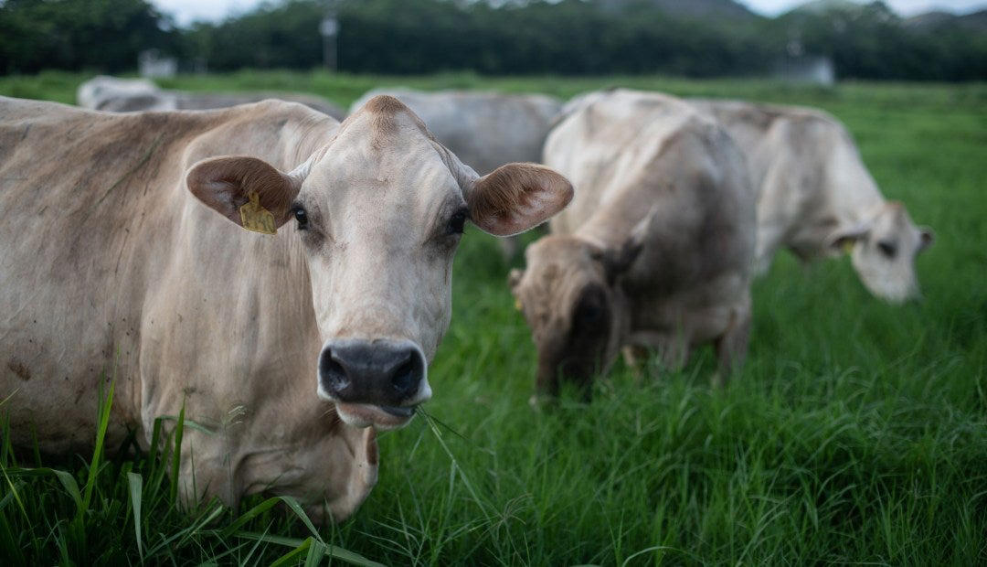 identificados los principales virus respiratorios en los bovinos de las fincas lecheras
