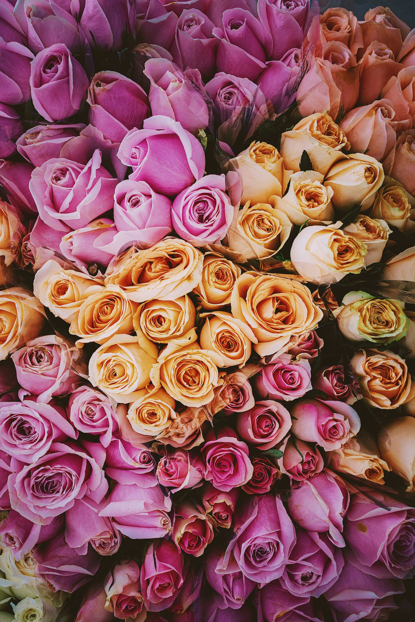 The Hidden Meaning Behind 11 Popular Rose Colors