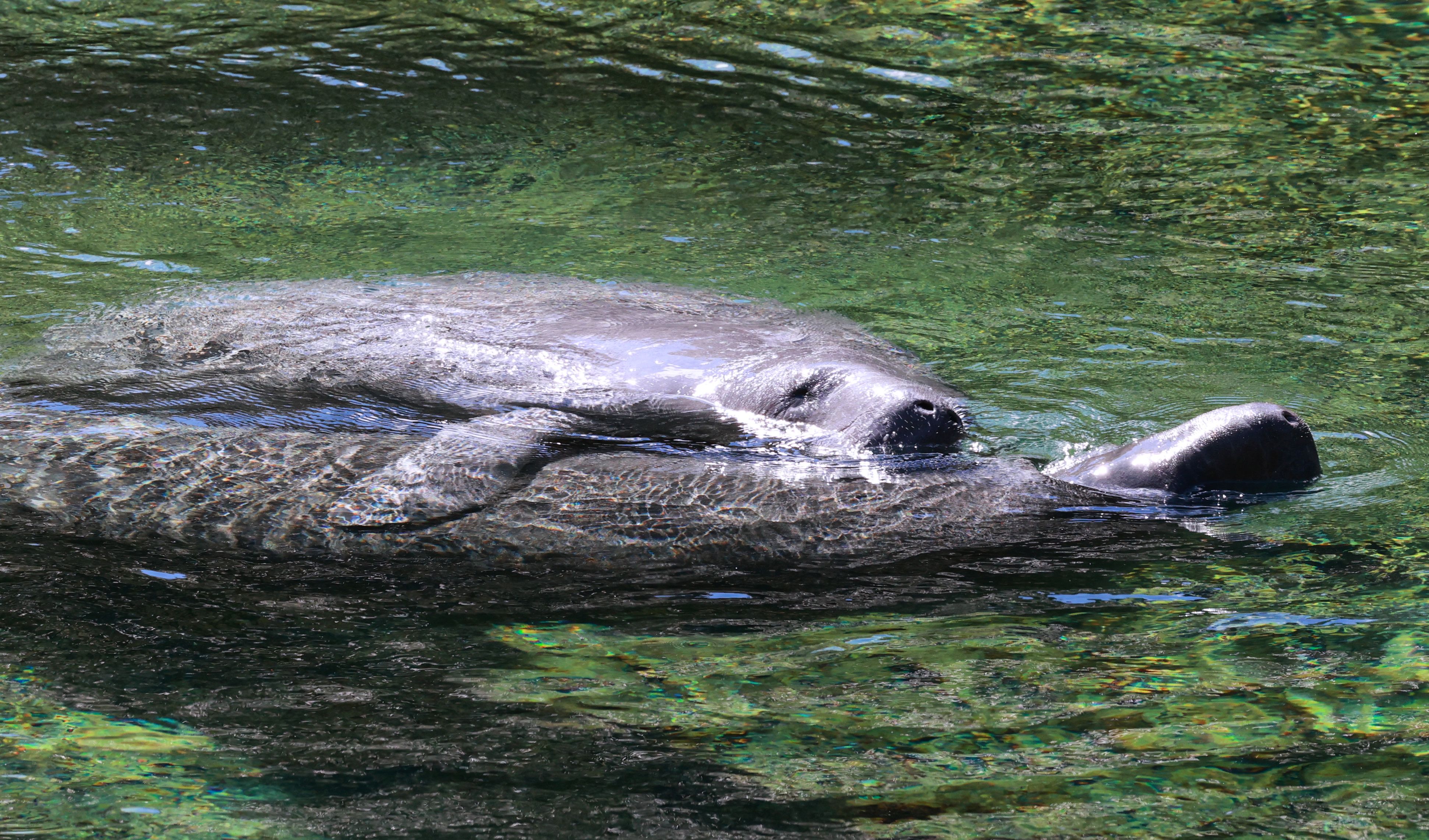 Nearly 1K Manatees Spotted In Record-breaking Swim At Florida Park