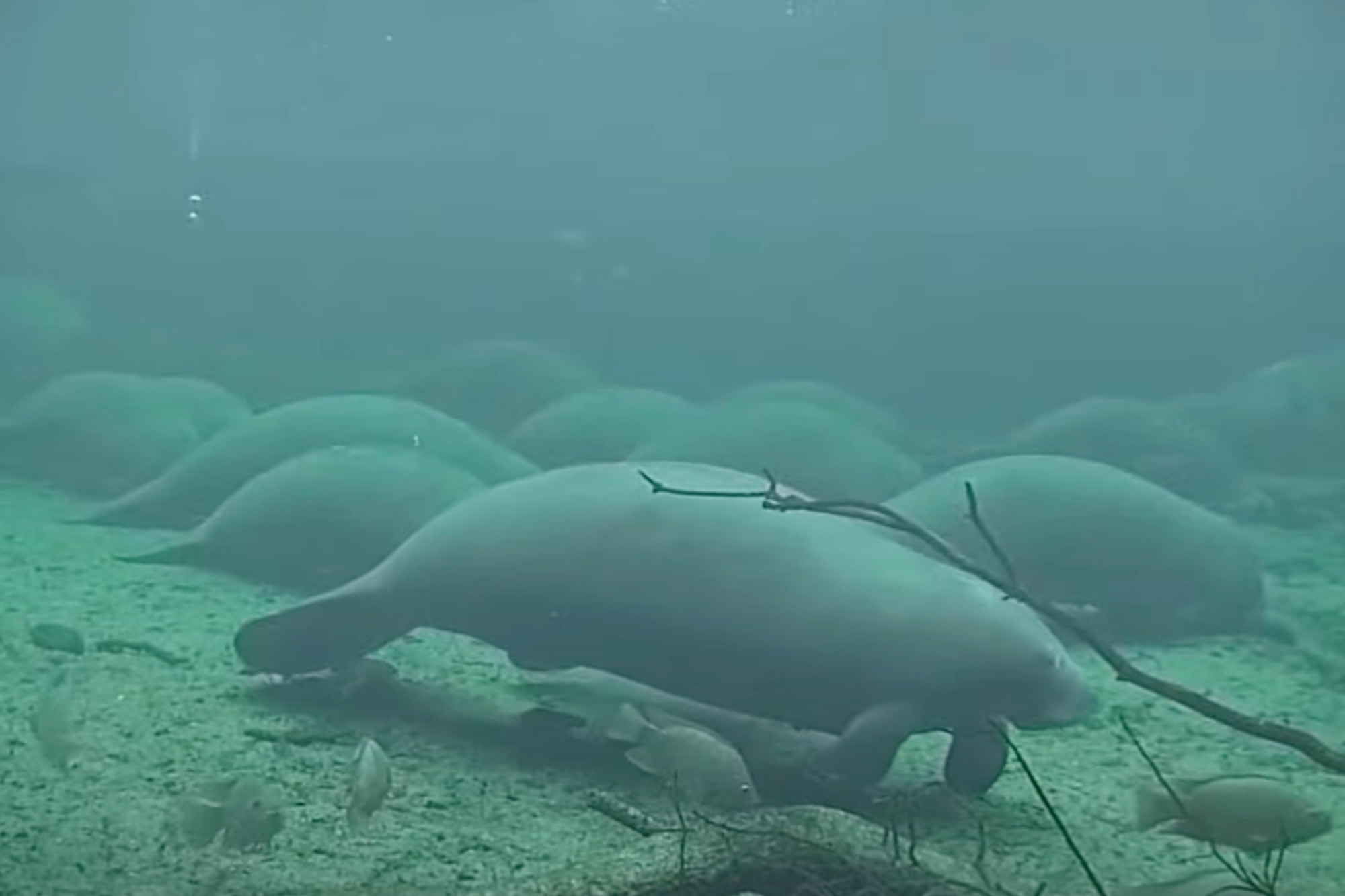 Nearly 1K Manatees Spotted In Record-breaking Swim At Florida Park