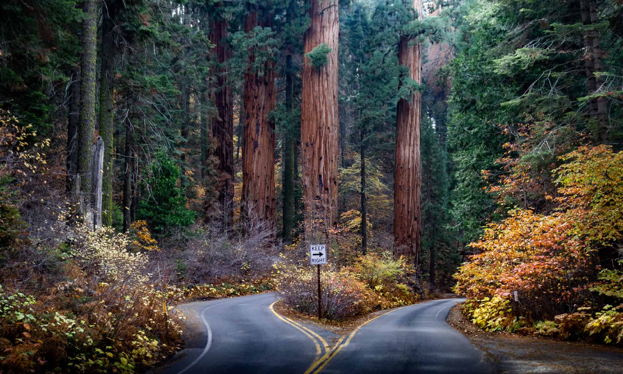 Wooden Giants: The 10 Largest Trees in the World