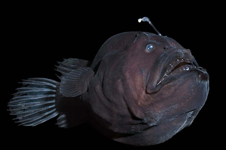 Weird anglerfish mating strategy may have helped them evolve