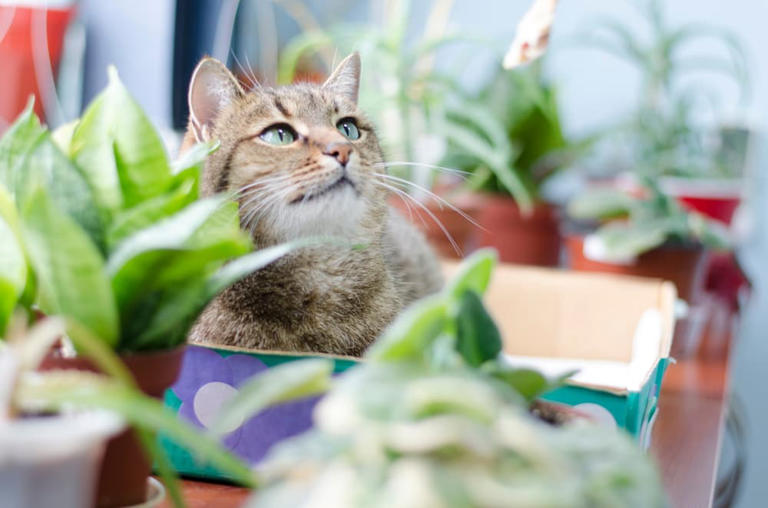 135 Plant Names For Cats To Appease All Green Thumbs