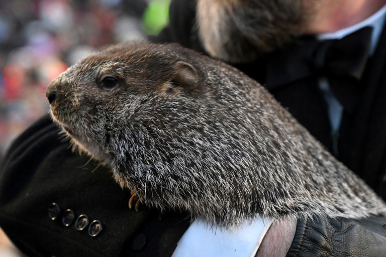 Groundhog Club handler A.J. Dereume holds Punxsutawney Phil, the weather prognosticating groundhog, during the 137th celebration of Groundhog Day on Gobbler's Knob in Punxsutawney, Pa., Thursday, Feb. 2, 2023.