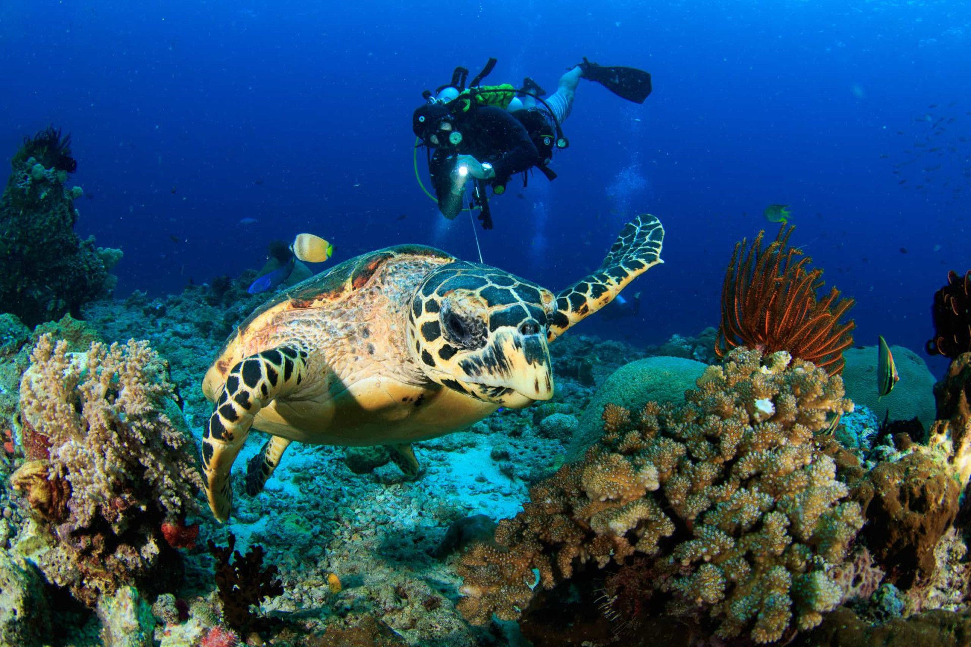 <p>Scuba diving or snorkeling can be an ethical way to experience underwater wildlife as long as you take proper measures like not touching the reef, removing any waste you see, using reef-safe sunscreen, and choosing destinations and guides that maintain ethical and environmentally-friendly practices.</p><p>You may also like:<a href="https://www.starsinsider.com/n/502876?utm_source=msn.com&utm_medium=display&utm_campaign=referral_description&utm_content=603887en-ie"> The disturbing prophecies of English witch Mother Shipton</a></p>