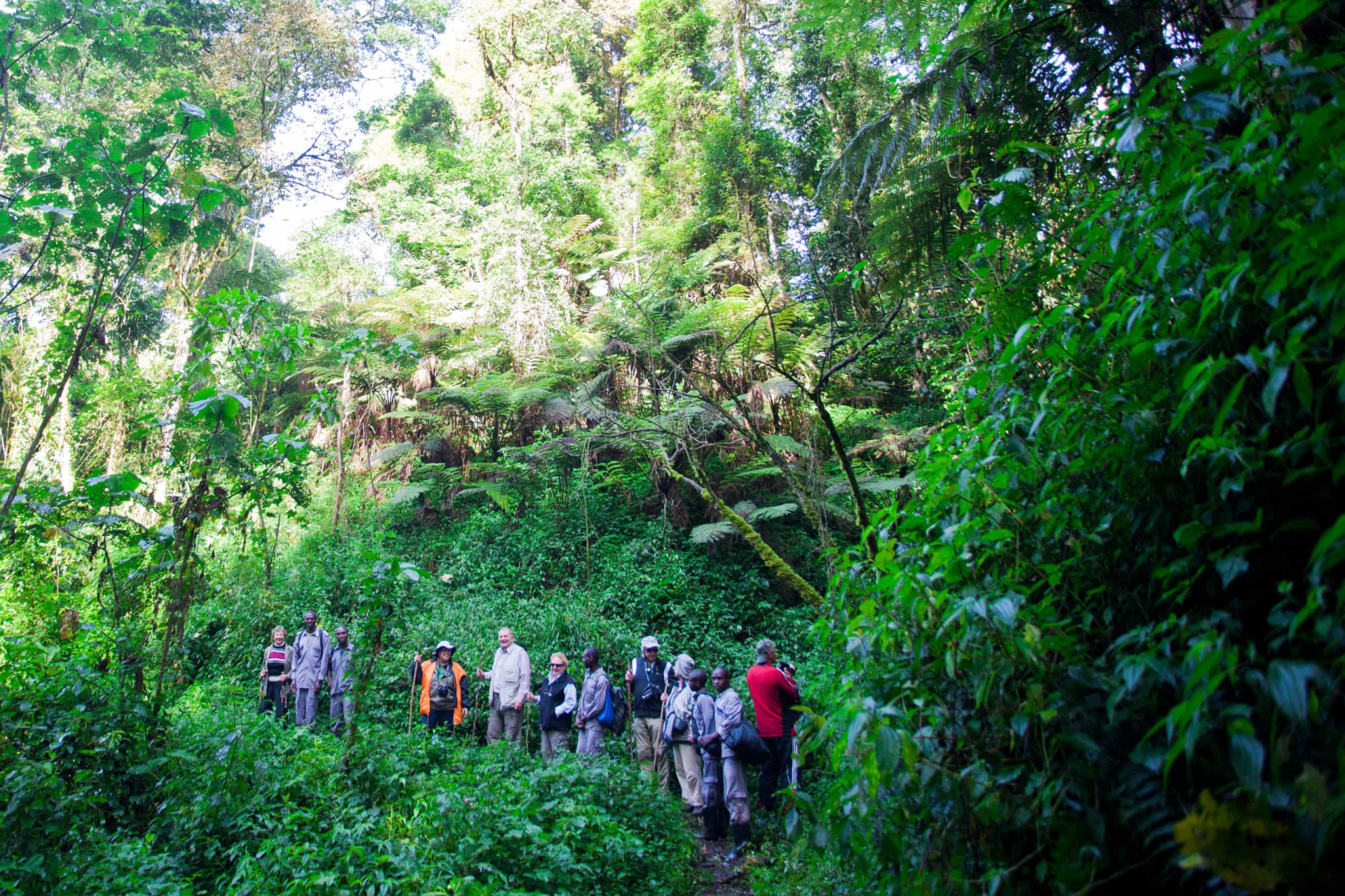 <p>Gorilla trekking in places like Rwanda's Volcanoes National Park often involves going on a long guided hike with professional guides to spend time with mountain gorillas in their natural habitat.</p>