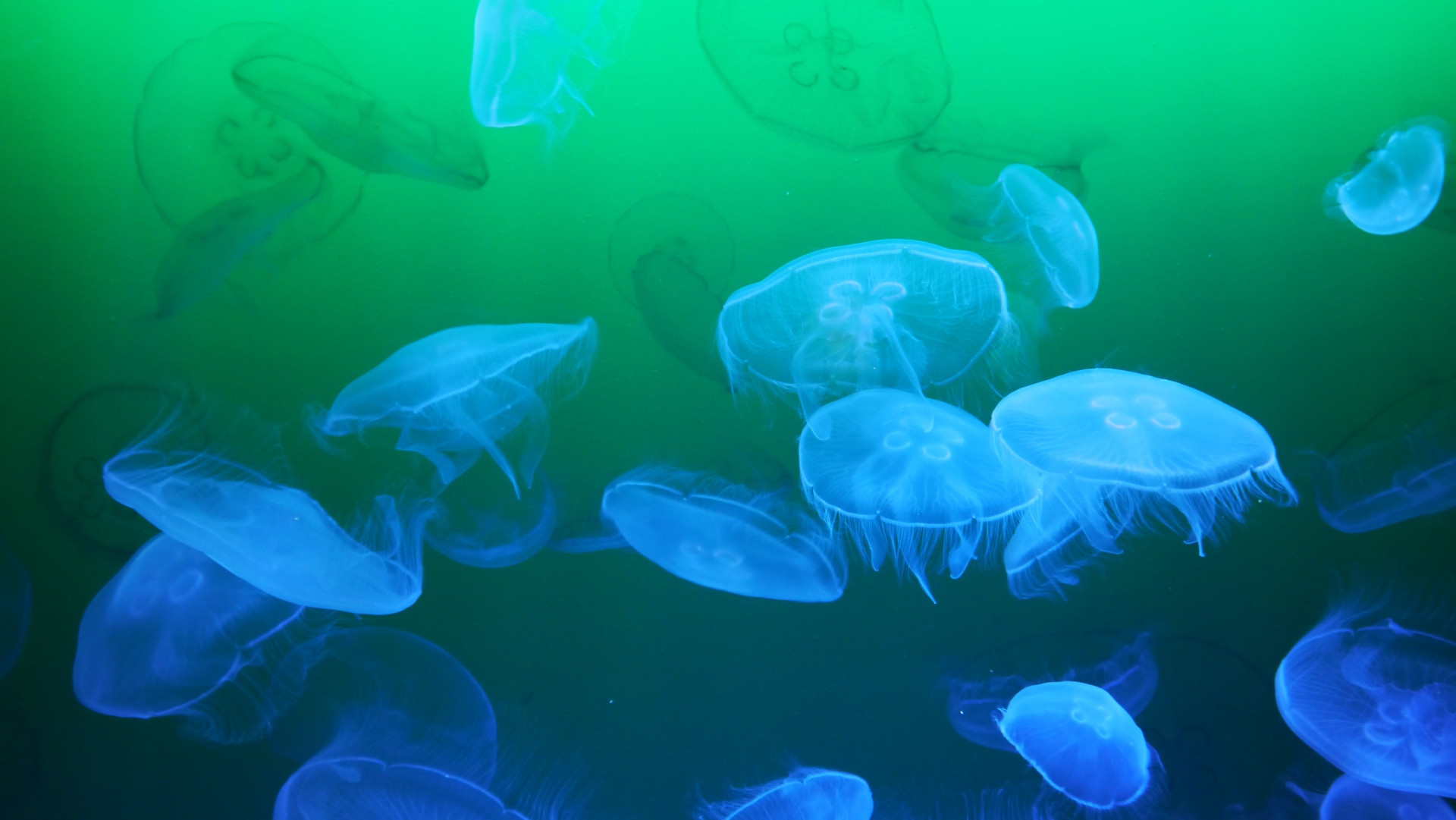Floating bell jellyfish