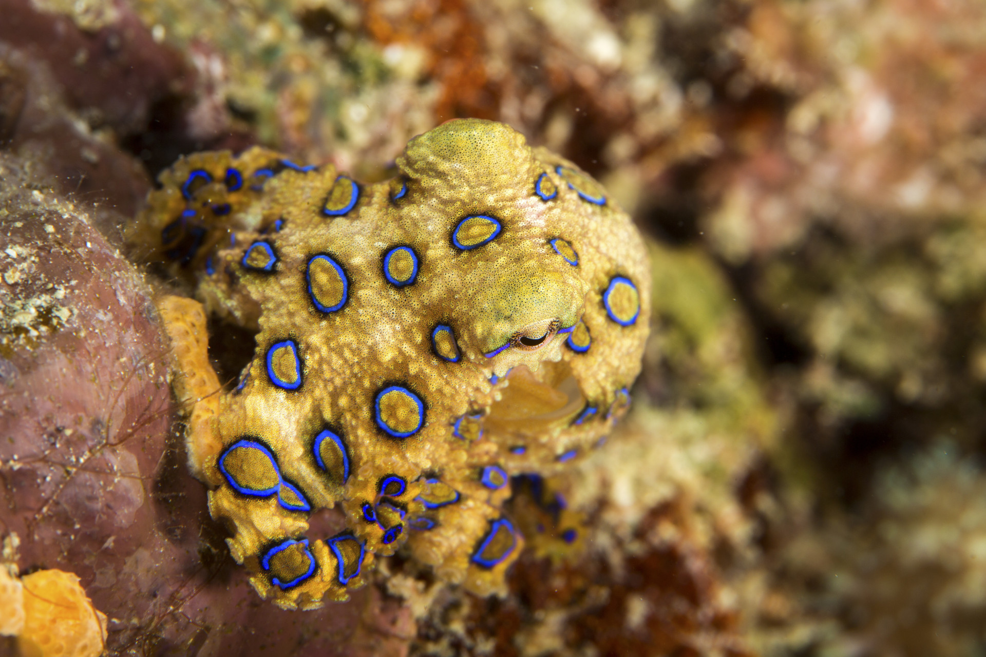 Blue-ringed octopus