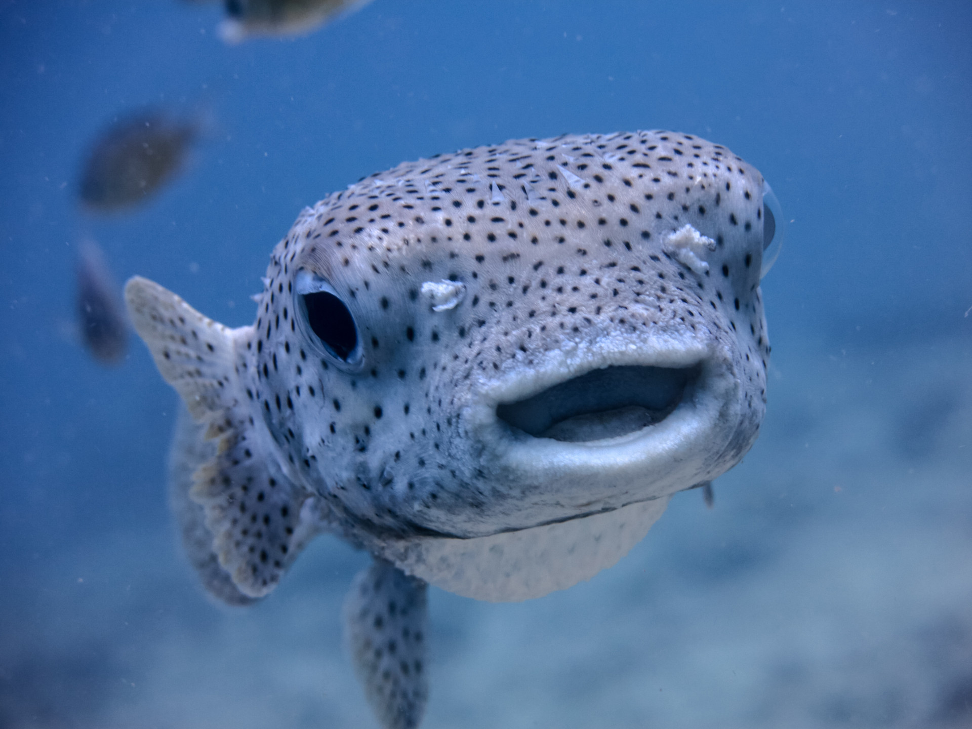 Tetraodontidae
