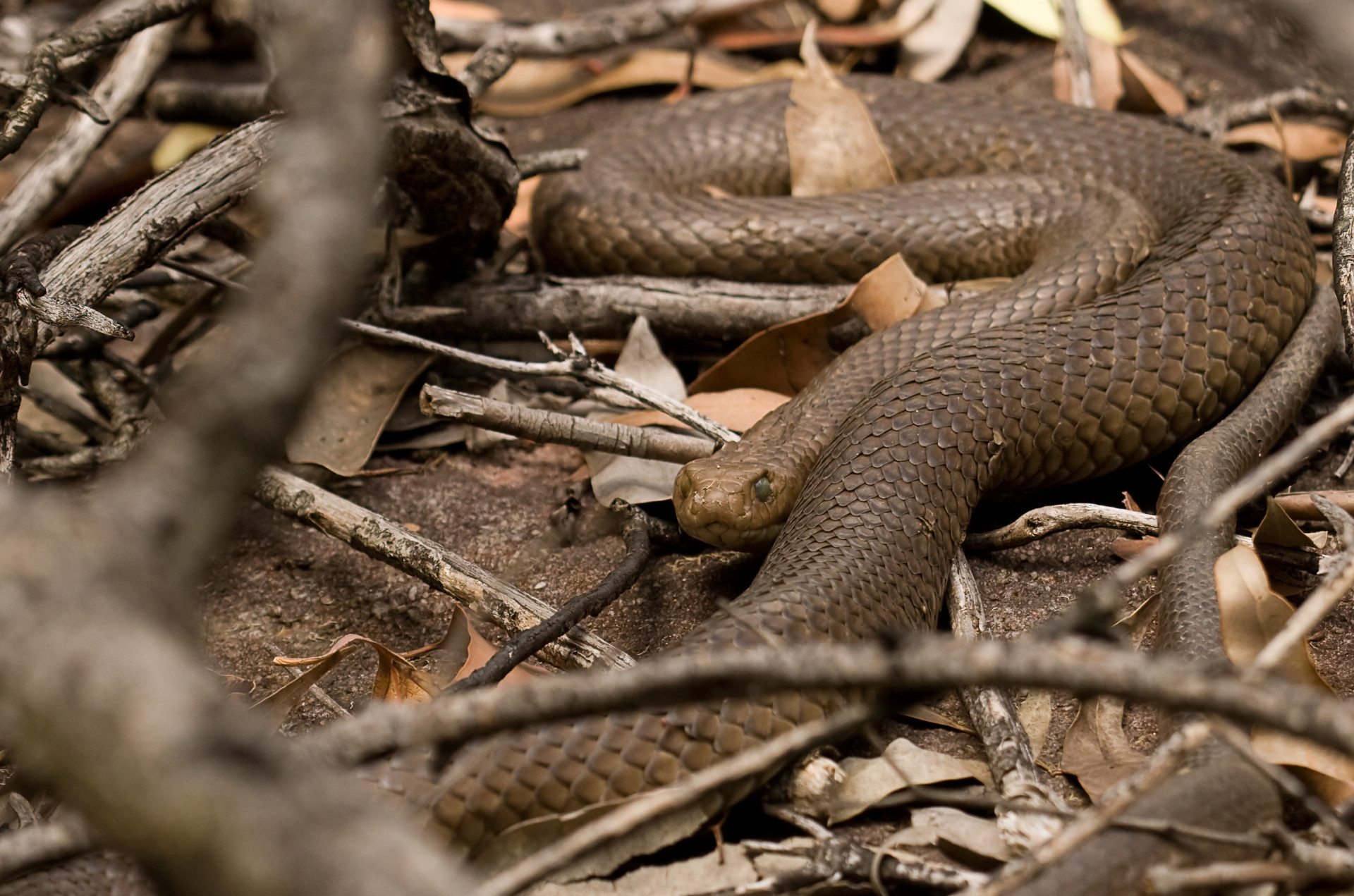 Brown vine snake