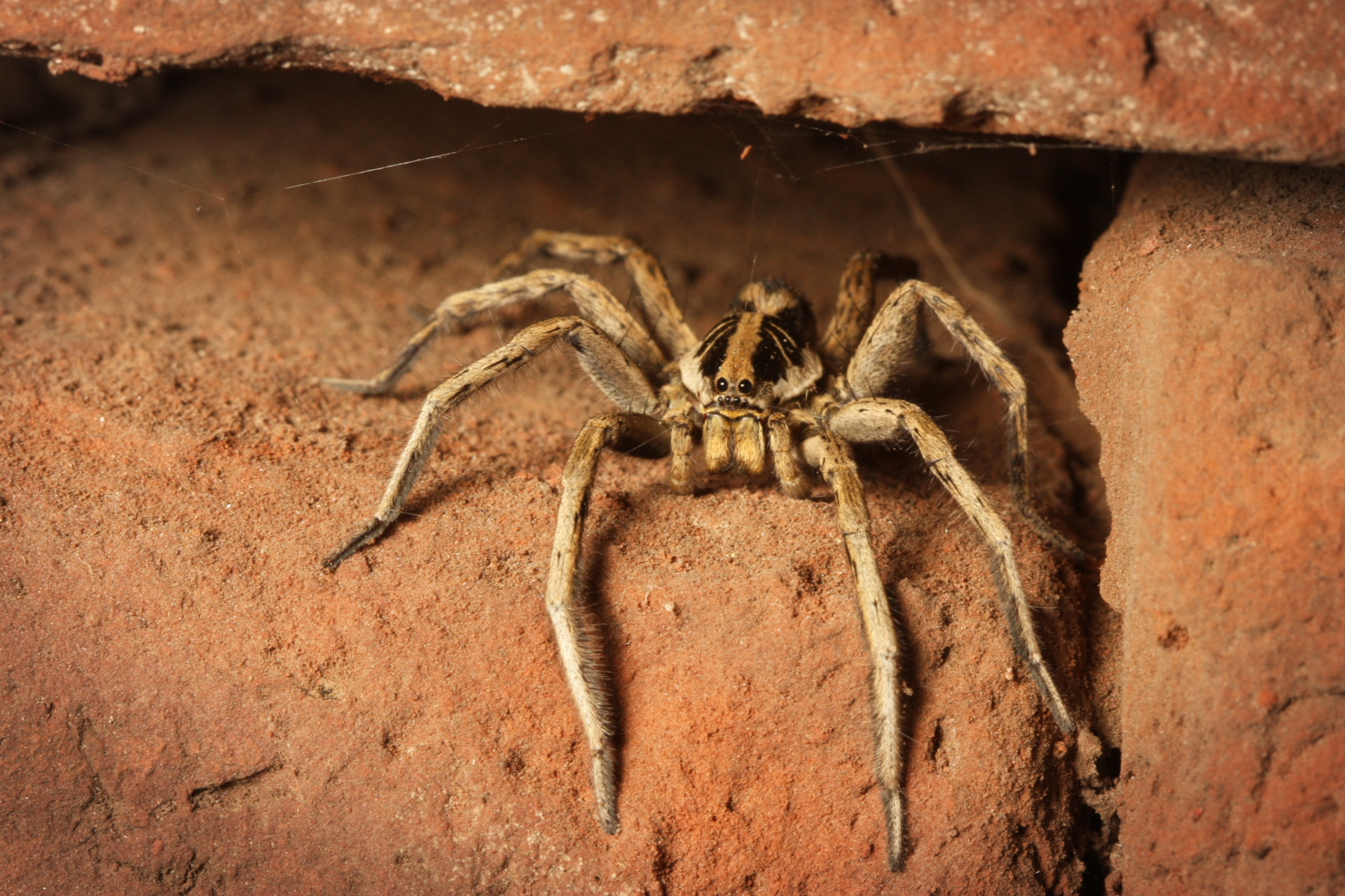 Armed spiders