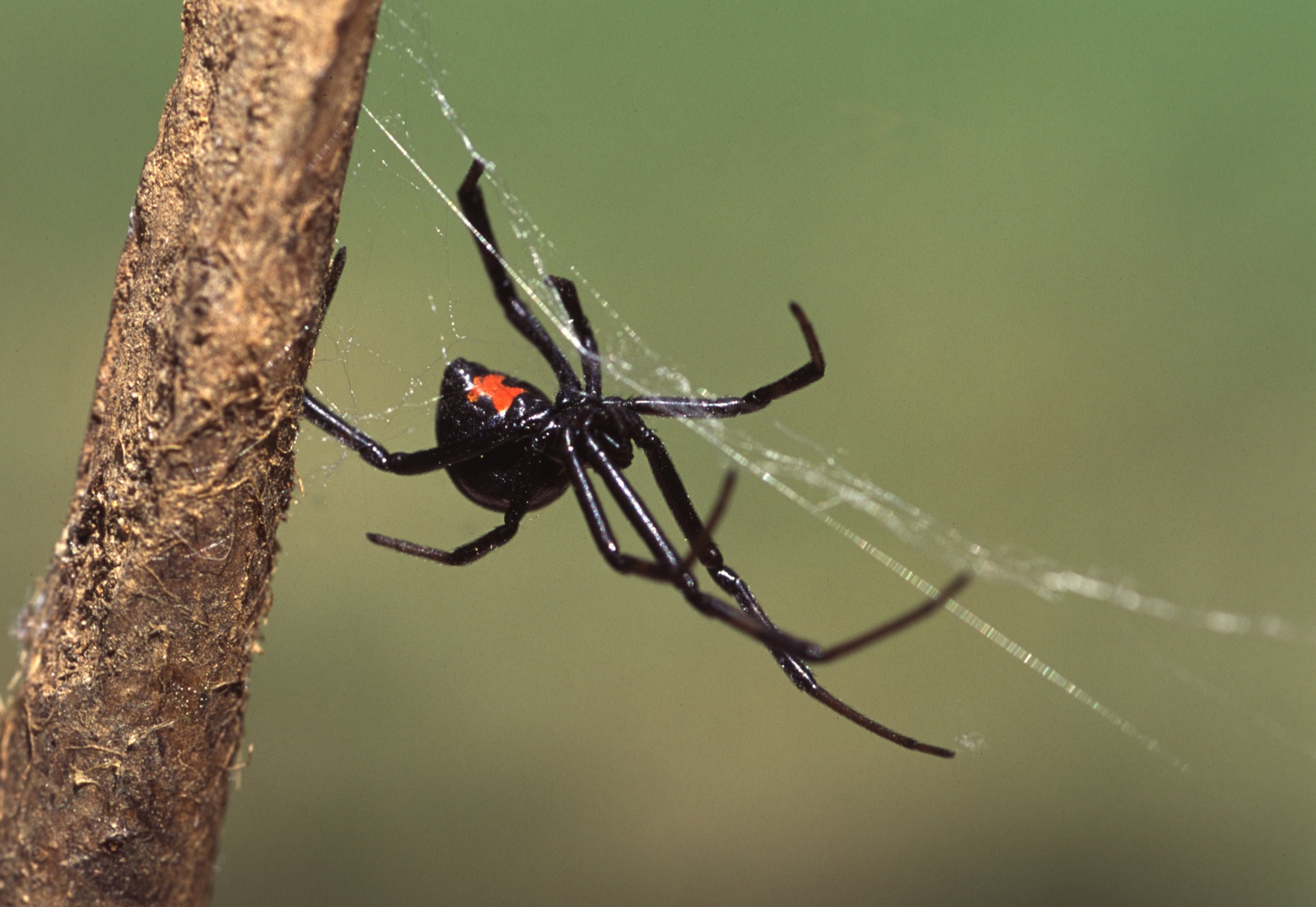 Black widow