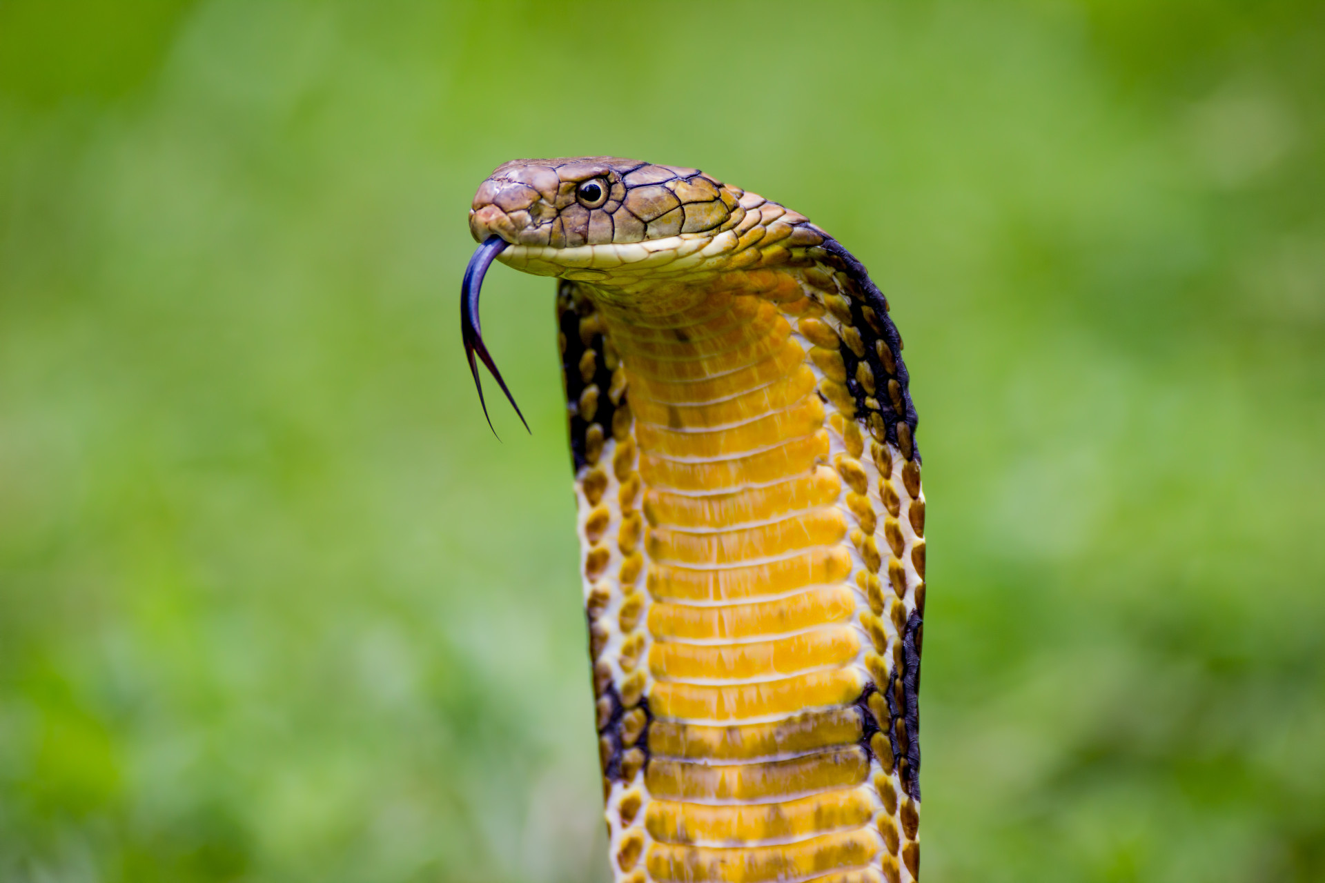 King cobra
