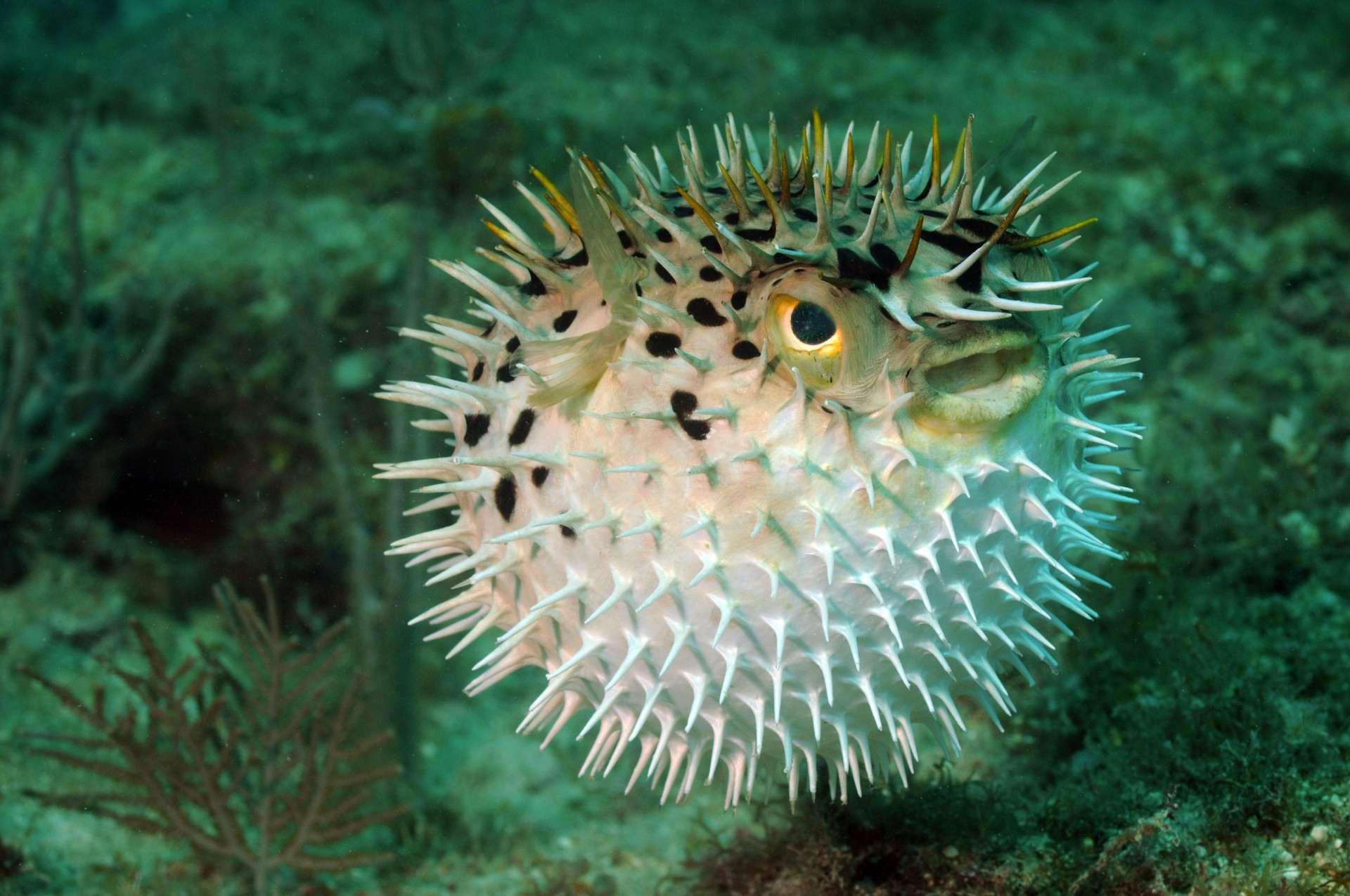 Tetraodontidae