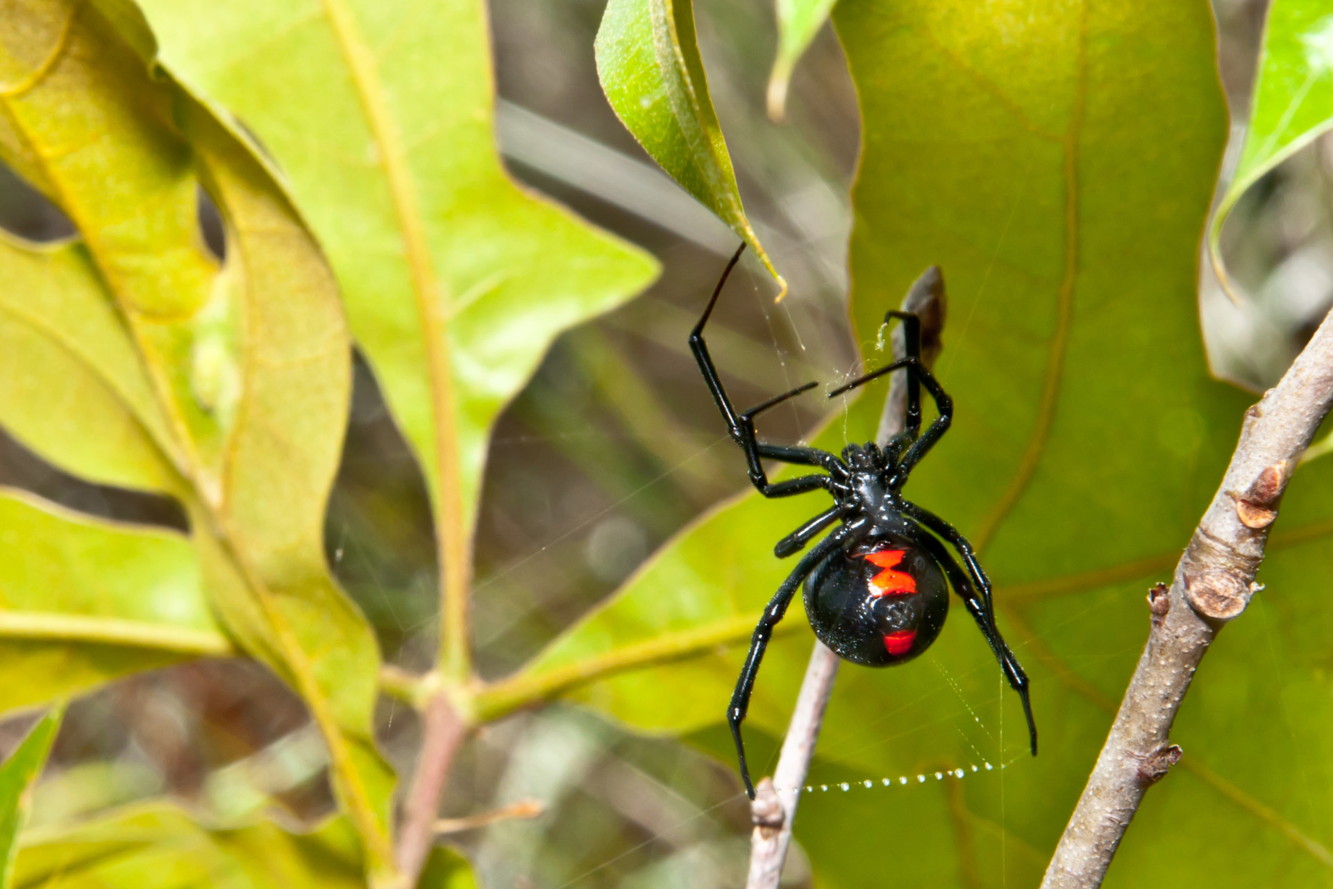 Black widow
