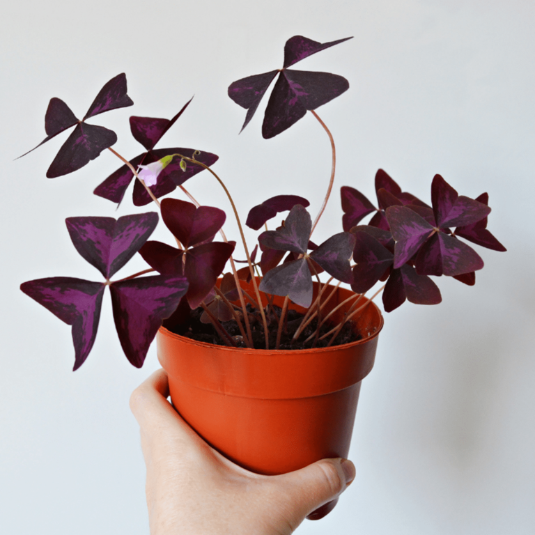 7 Purple House Plants For A Pop Of Color