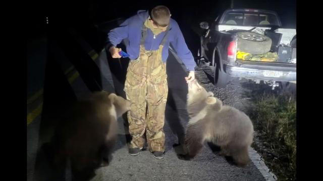 Bear cubs native to Alaska found on Florida road