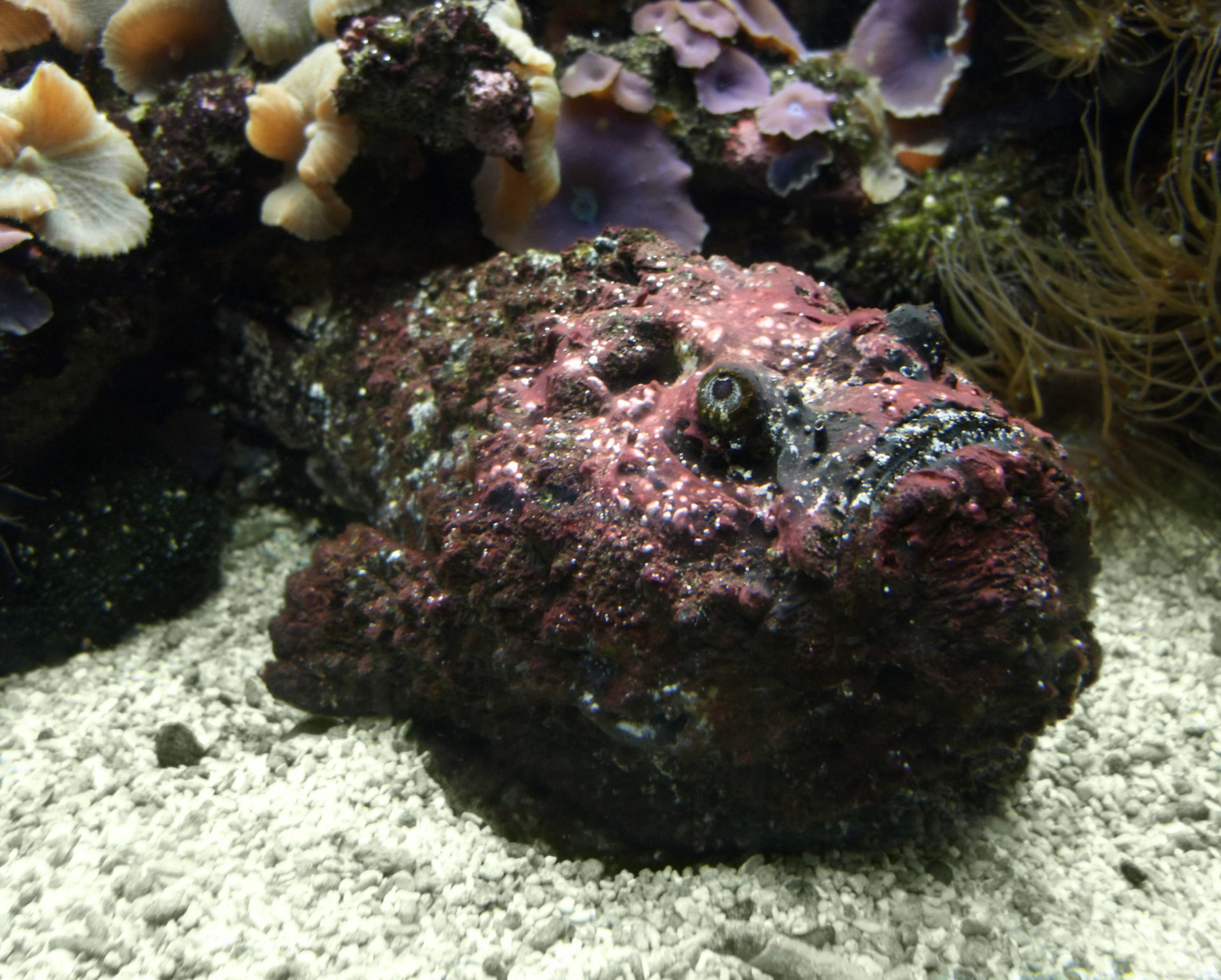 Synanceia verrucosa