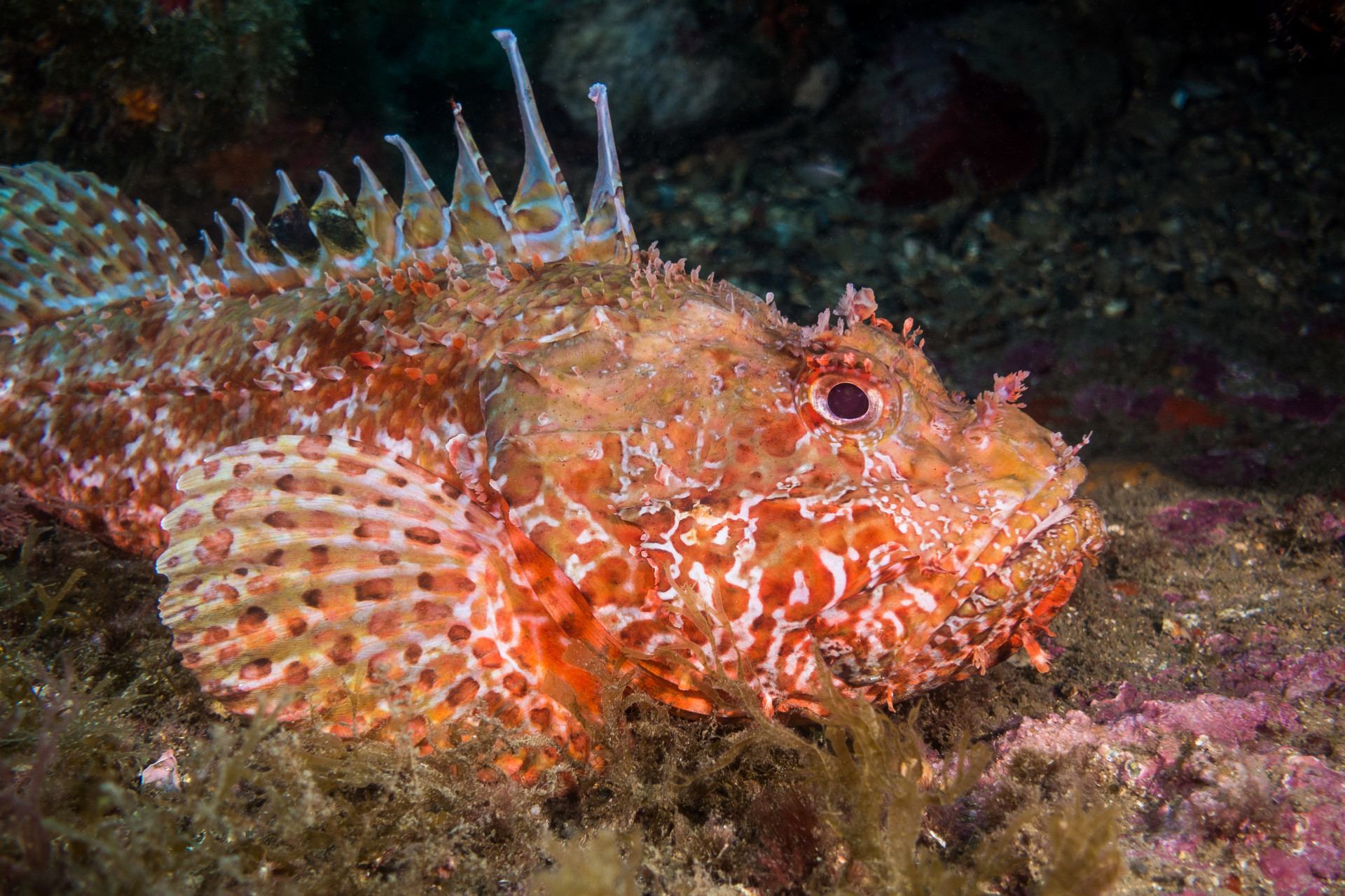 Synanceia verrucos