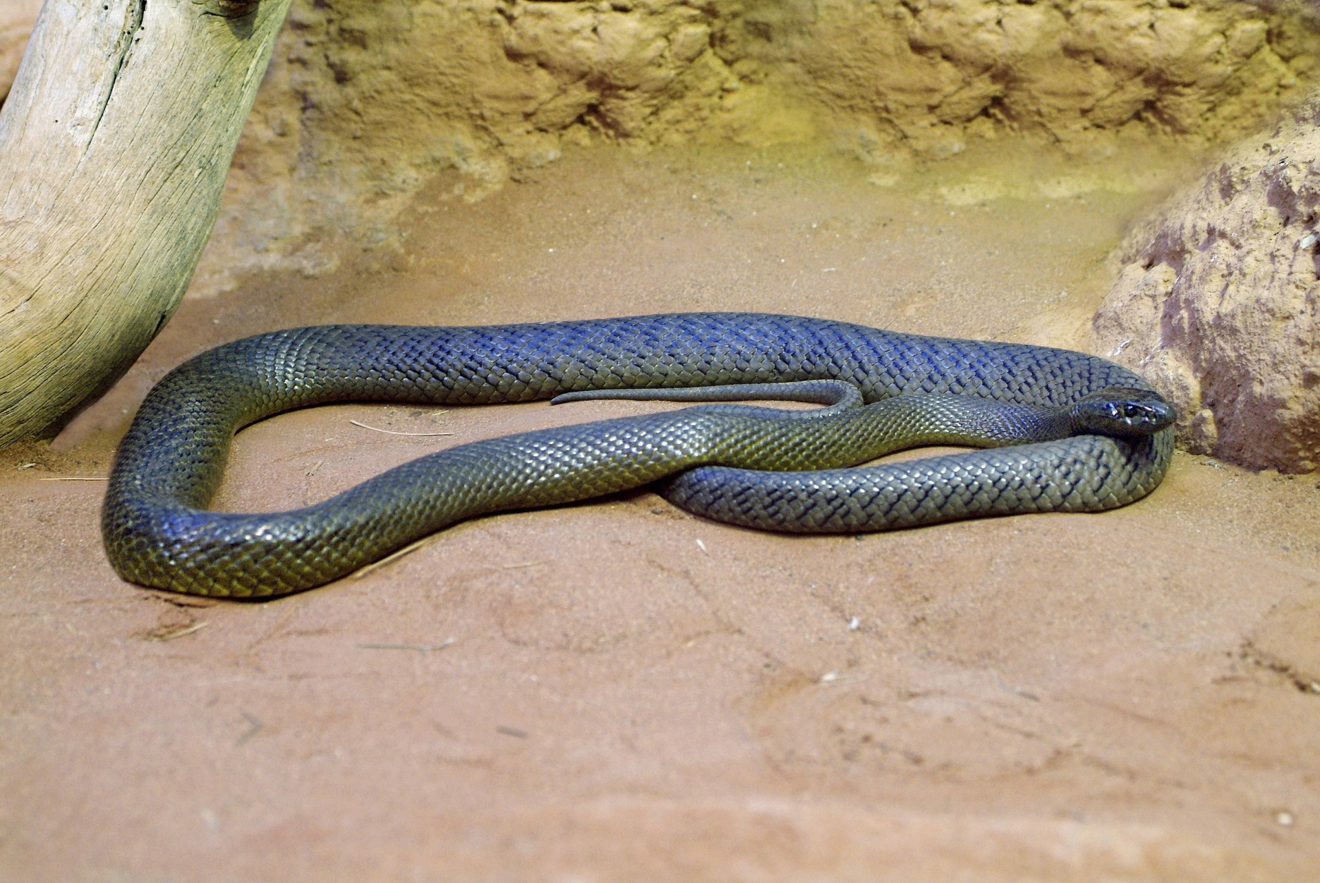 Inland taipan
