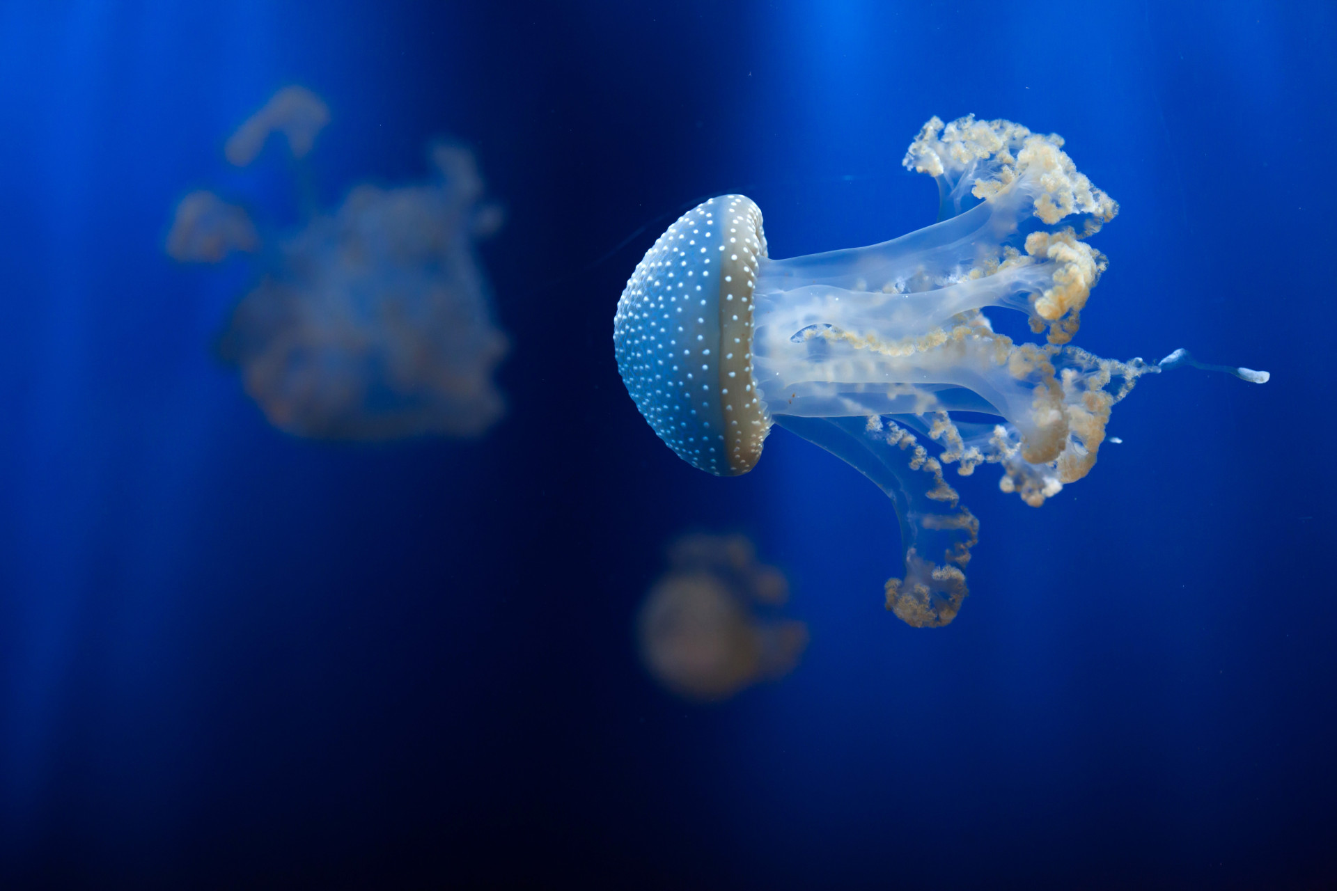 Floating bell jellyfish