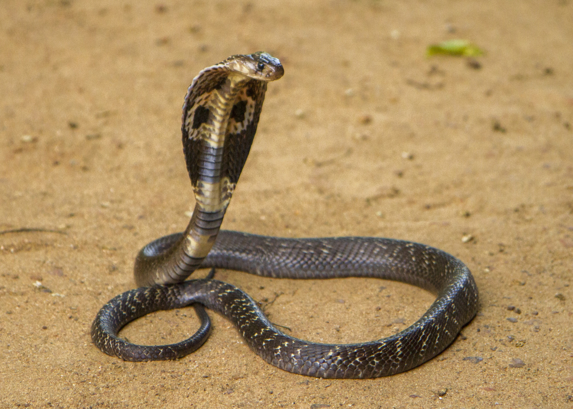 King cobra