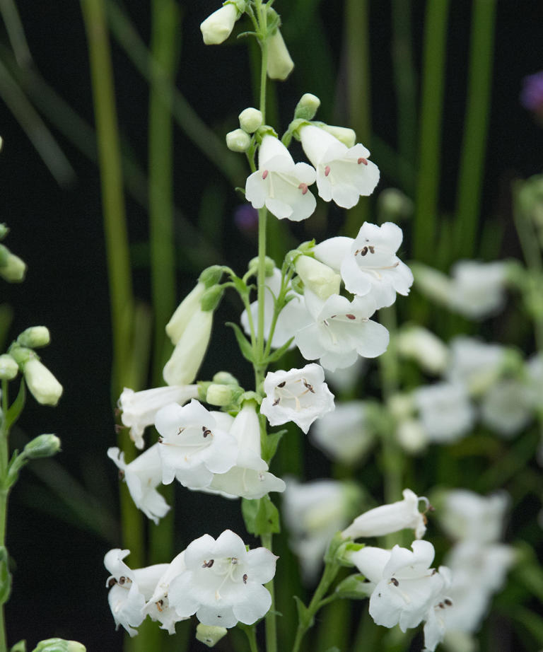 White flowers for your backyard – 11 elegant choices for borders and ...