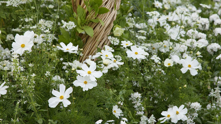 White Flowers For Your Backyard – 11 Elegant Choices For Borders And 