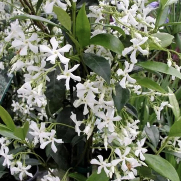 White flowers for your backyard – 11 elegant choices for borders and ...