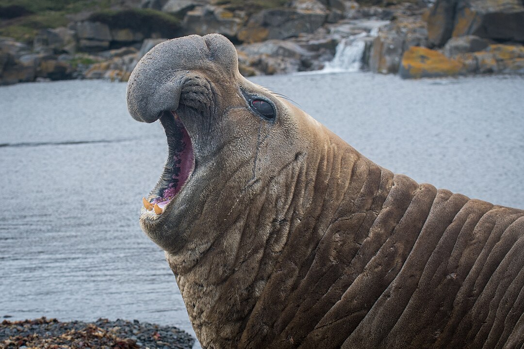 <p>Male Southern elephant seals, the colossal predators of the Antarctic, exhibit surprisingly selective eating habits. Despite a vast array of potential prey in their icy habitat, these marine mammals display distinct culinary preferences, focusing almost exclusively on their favorite foods.</p>