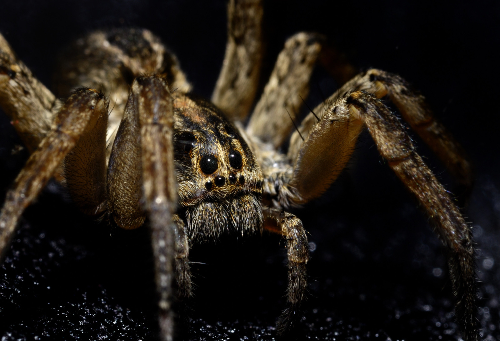 Armed spider