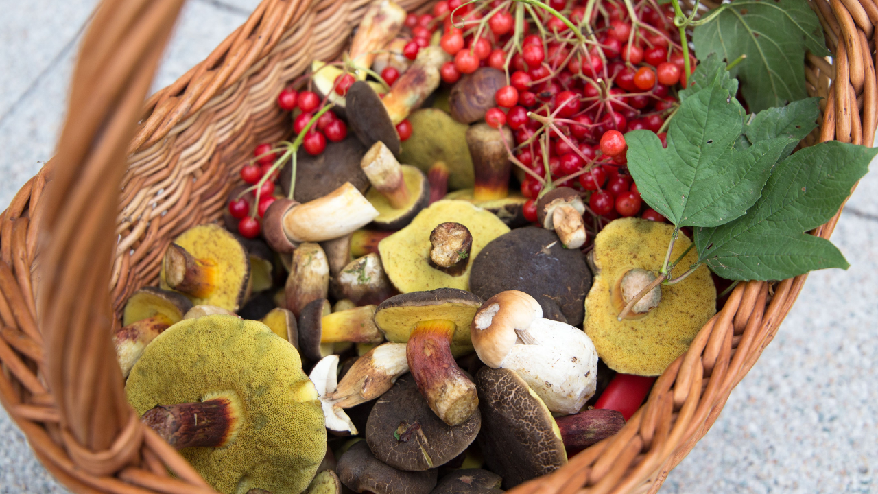 <p>With food prices going up by 15% from October 2021 to October 2023, finding ways to cut down your grocery bills is more important than ever. Winter foraging is an awesome way to add to your pantry for free. Yes, you get free food in the form of wild edibles, but it’s also fun for the whole family, gets you moving, and reconnects you with nature.</p><p>Even though foraging in winter seems hard compared to the bounty of late summer, there’s still plenty out there if you know where to look. Plus, if things do go south, you need to know how to get wild foods to survive when there are no old-world supplies to access.</p><ul> <li><strong><a href="https://simplefamilypreparedness.com/25-winter-foraging-foods-to-save-money-on-your-grocery-bill/">Read More: 25 Winter Foraging Foods to Save Money on Your Grocery Bill</a></strong></li> </ul>