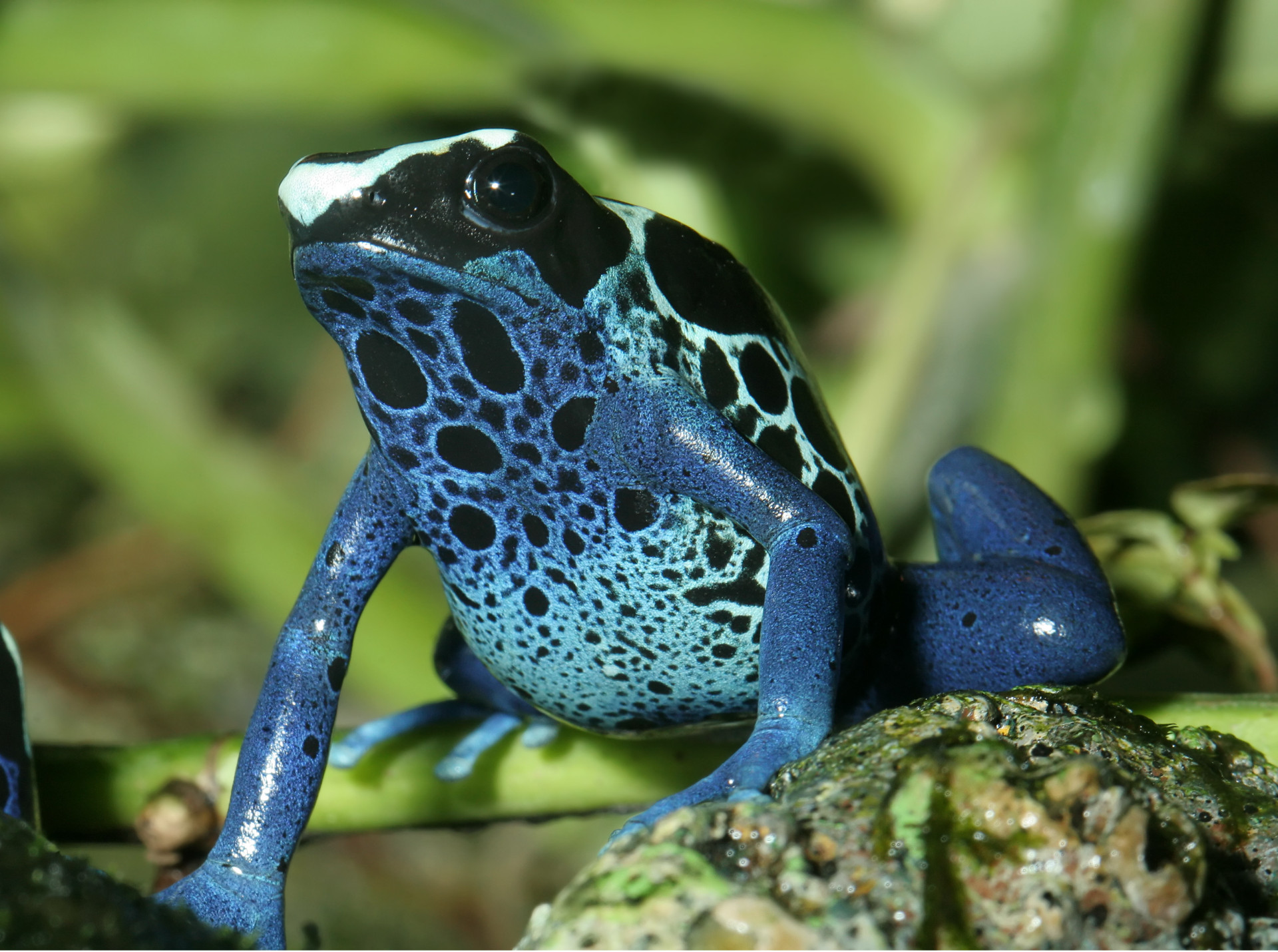 Poison dart frog