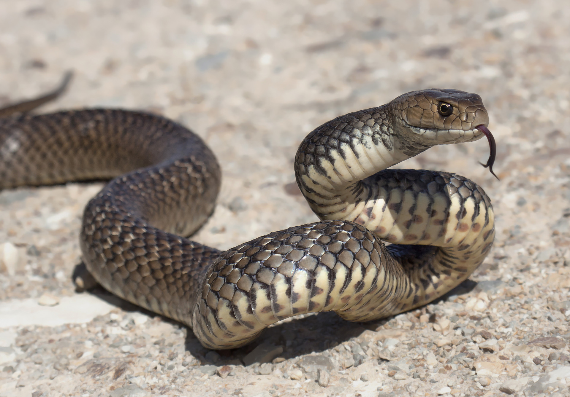 Brown vine snakes
